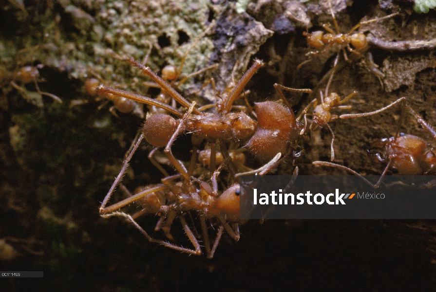 Hormigas cortadoras de hojas (Atta cephalotes) si los trabajadores perciben un ataque de mosca parás