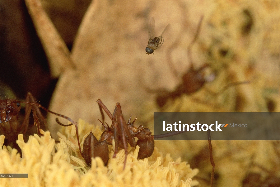 Ataques de mosca parásita desprevenidos las hormigas cortadoras de hojas (Atta cephalotes) trabajand