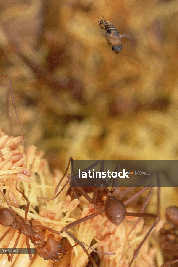 Ataques de mosca parásita desprevenidos las hormigas cortadoras de hojas (Atta cephalotes) trabajand