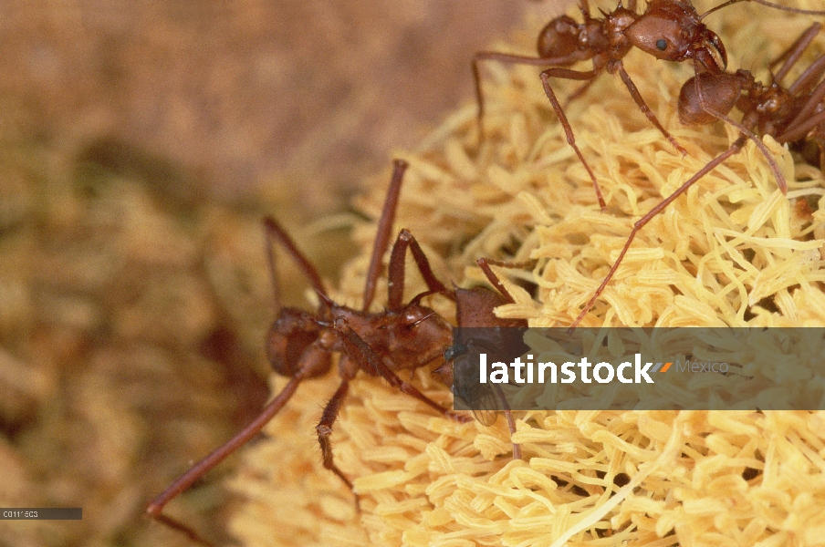 Mosca parásita imposición huevo detrás de desprevenidas hormigas cortadoras de hojas (Atta cephalote