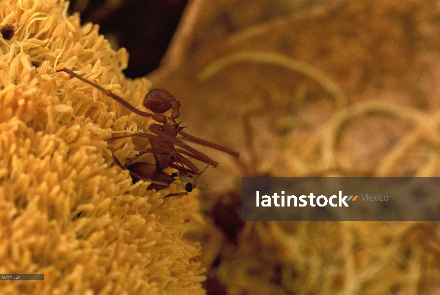 Mosca parásita imposición huevo detrás de desprevenidas hormigas cortadoras de hojas (Atta cephalote