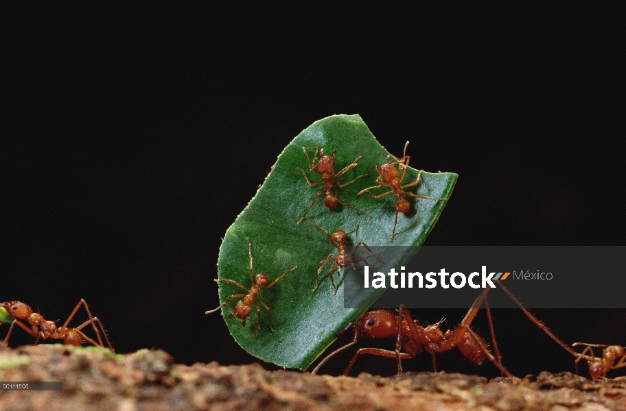 Trabajador de hormigas cortadoras de hojas (Atta cephalotes) lleva hojas con sus mandíbulas completo