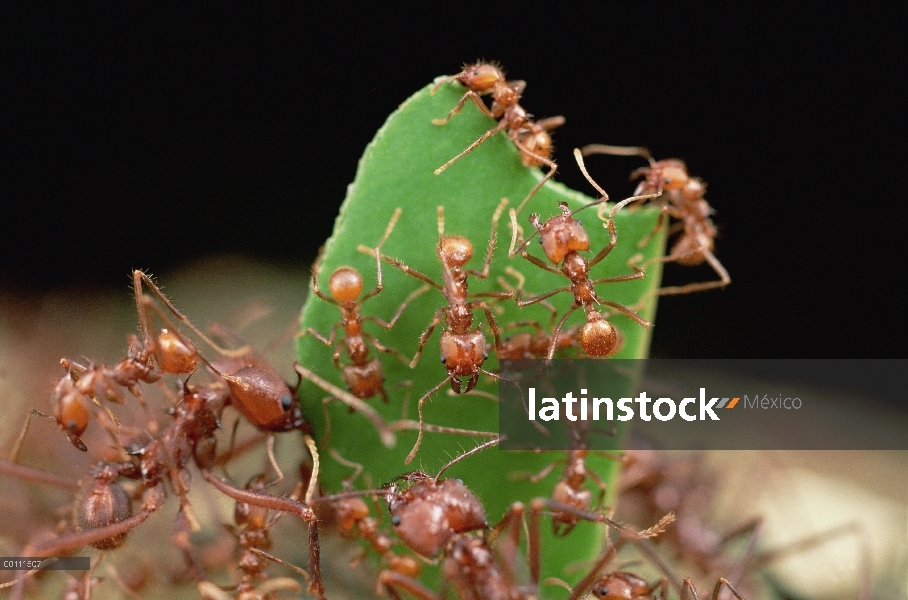 Trabajador de hormigas cortadoras de hojas (Atta cephalotes) lleva hojas con sus mandíbulas completo