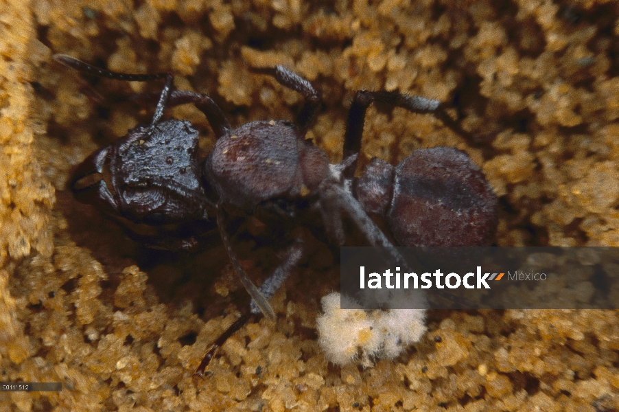 Reina de hormigas cortadoras (Acromyrmex octospinosus) con jardín de hongos de arranque para comenza