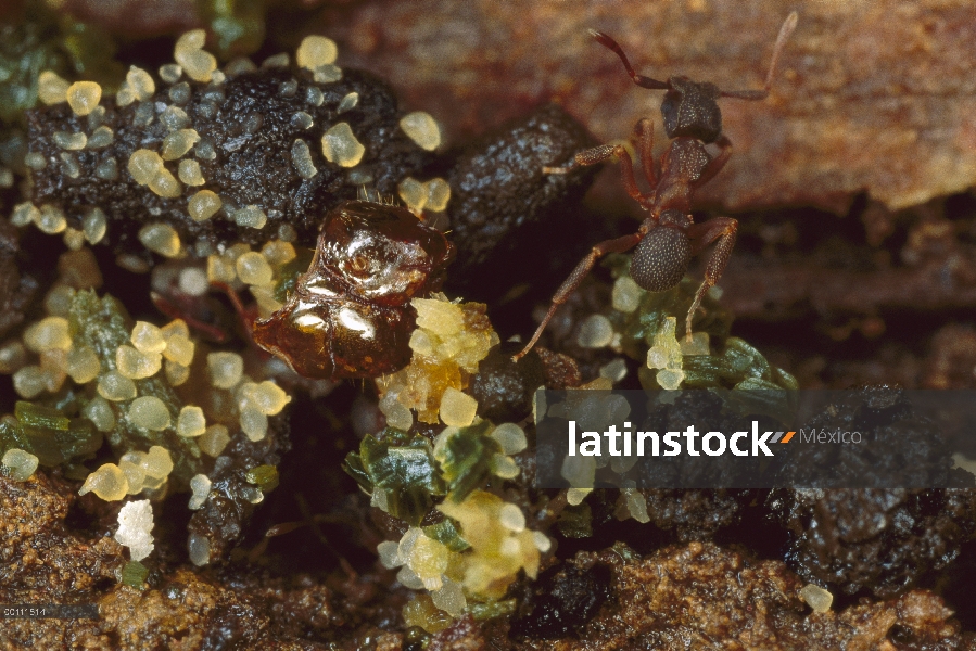 Jardín de hongo hongo jardinería Ant (Cyphomyrmex sp) crece sobre caterpillar excrementos, montañas 