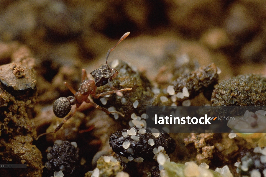 Jardín de hongo hongo jardinería Ant (Cyphomyrmex sp) crece sobre excrementos de insectos, montañas 