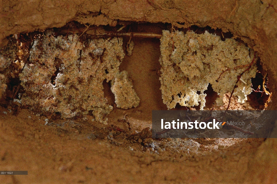 Cámara de nido de hormigas cortadoras de hojas (Trachymyrmex sp), unos 10cm de ancho, contiene dos j