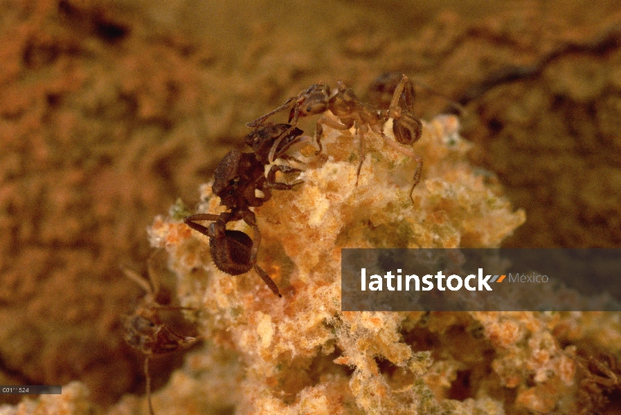 Reina de hormigas cortadoras de hojas (Trachymyrmex sp) y los trabajadores de la cámara del nido, un