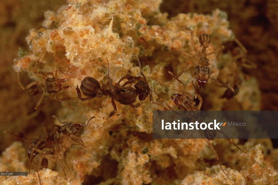 Reina de hormigas cortadoras de hojas (Trachymyrmex sp) y los trabajadores de la cámara del nido, ce