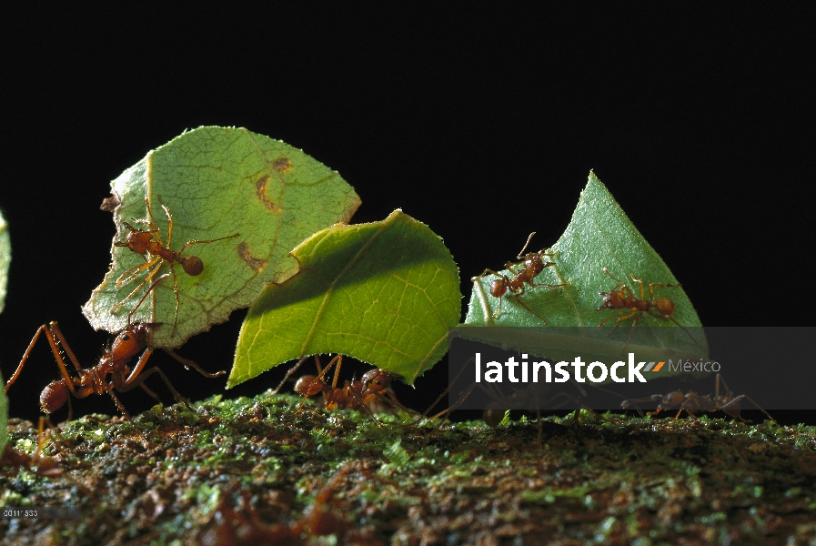 Hormigas hormigas cortadoras de hojas (Atta cephalotes) tomando hojas para anidar, Guayana francesa