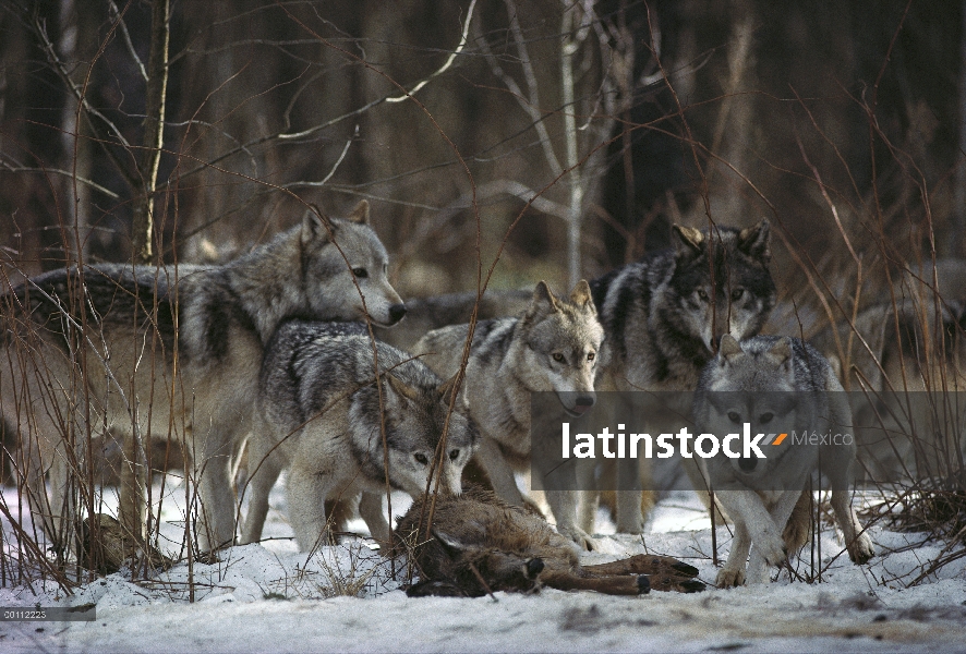 Paquete de lobo (Canis lupus) alimentación a matar ciervos, Minnesota