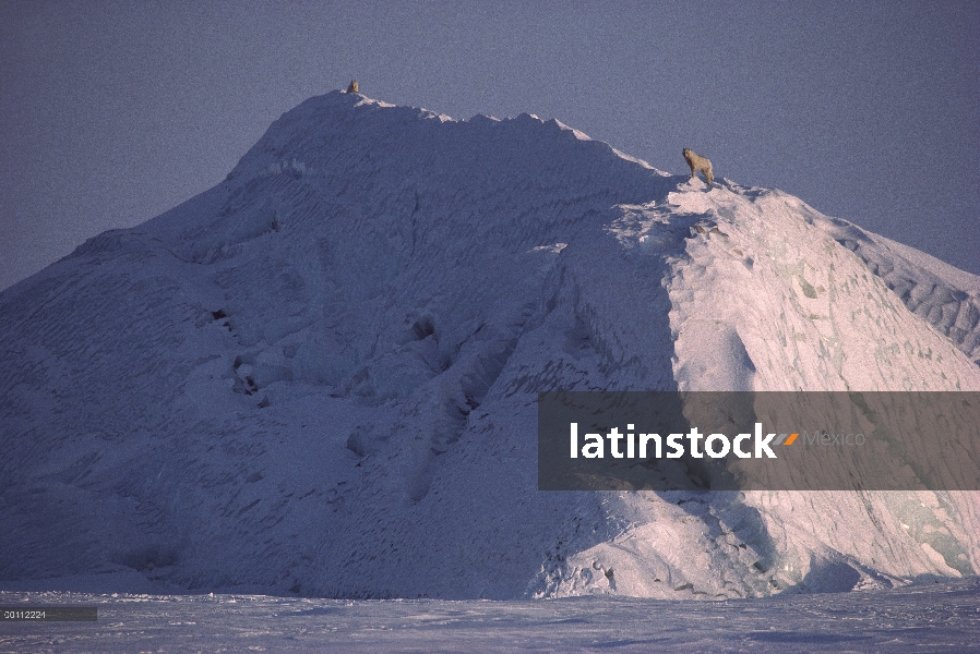 Lobo Ártico (Canis lupus) en la parte superior iceberg, isla de Ellesmere, Nunavut, Canadá