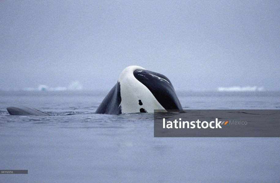 Juvenil de la ballena (Balaena mysticetus) de Groenlandia tomar el sol, isla de Baffin, Canadá