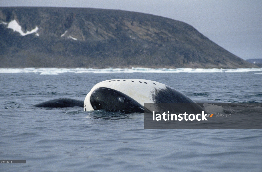 Juvenil de la ballena (Balaena mysticetus) de Groenlandia tomar el sol, isla de Baffin, Canadá