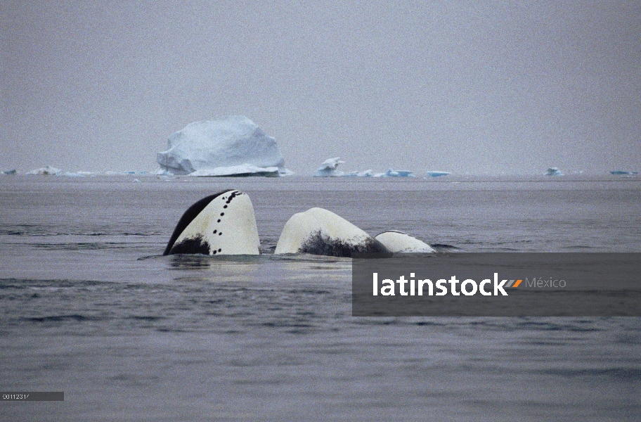 Juvenil de la ballena (Balaena mysticetus) de Groenlandia tomar el sol, isla de Baffin, Canadá