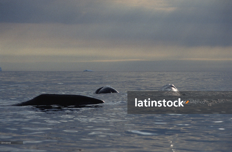 Juvenil de la ballena (Balaena mysticetus) de Groenlandia tomar el sol, isla de Baffin, Canadá