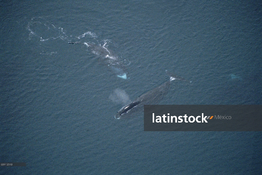 Jugar a sexo de ballena (Balaena mysticetus) de Groenlandia, isla de Baffin, Canadá