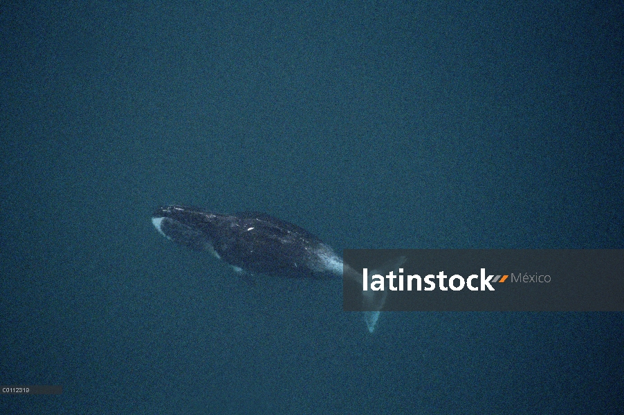 Vista aérea de la ballena (Balaena mysticetus) Groenlandia de adulto de 50 pies marcado por raspadur