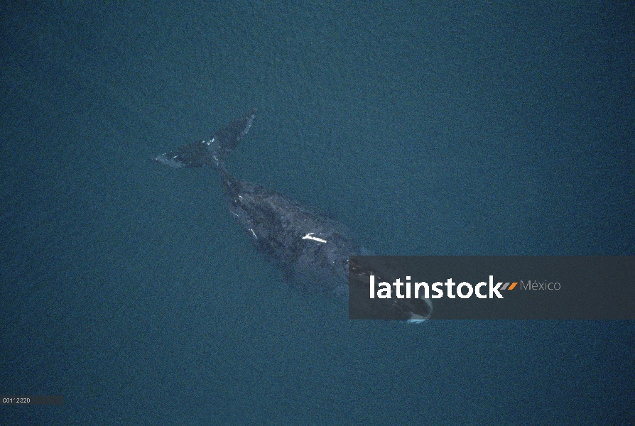 Vista aérea de la ballena (Balaena mysticetus) Groenlandia de adulto de 50 pies marcado por raspadur