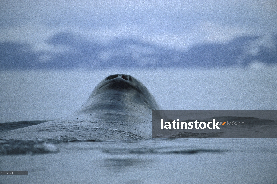 Sopladura de ballena (Balaena mysticetus) de Groenlandia, isla de Baffin, Canadá