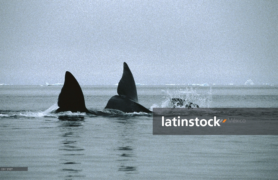 Colas de ballena (Balaena mysticetus) de Groenlandia, Isabella Bay, Canadá