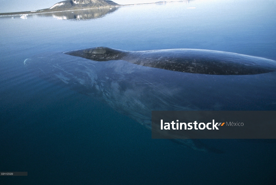 Ballena de Groenlandia (Balaena mysticetus) descansando en la superficie de las aguas, Isabella Bay,