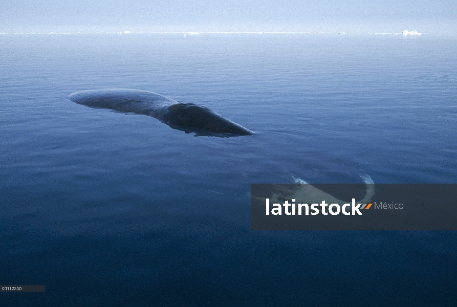 Ballena de Groenlandia (Balaena mysticetus) descansando en la superficie del agua, Isabel Bay, Canad