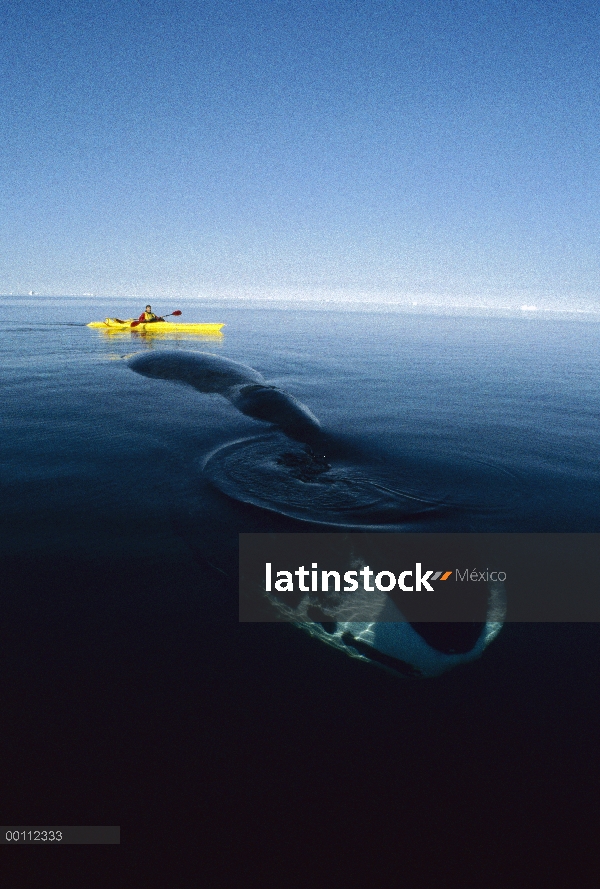 Ballena de Groenlandia (Balaena mysticetus) observada por el biólogo canadiense Kerry Finley en kaya