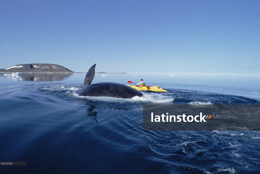 Ballena de Groenlandia (Balaena mysticetus) observada por el biólogo canadiense Kerry Finley en kaya