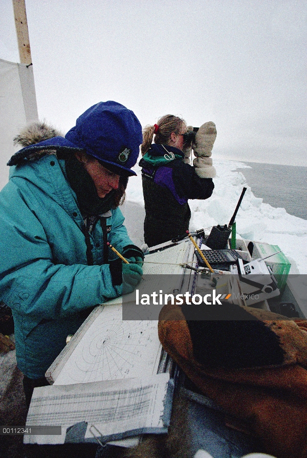 Equipo de censo de ballenas (Balaena mysticetus) Groenlandia, Barrow, Alaska