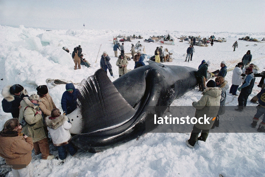 Ballena de Groenlandia (Balaena mysticetus) capturado por los esquimales que se reunen antes de que 