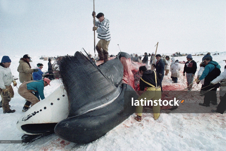 Ballena de Groenlandia (Balaena mysticetus) siendo flensed por Inuits, Barrow, Alaska