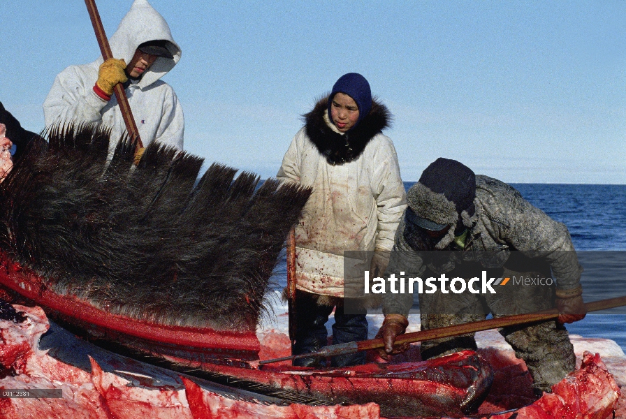 Ballena de Groenlandia (Balaena mysticetus) tiene barbas eliminado por Inupiat esquimales, Barrow, A