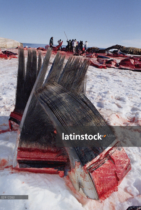 Ballena de Groenlandia (Balaena mysticetus) cosechado barbas, Barrow, Alaska