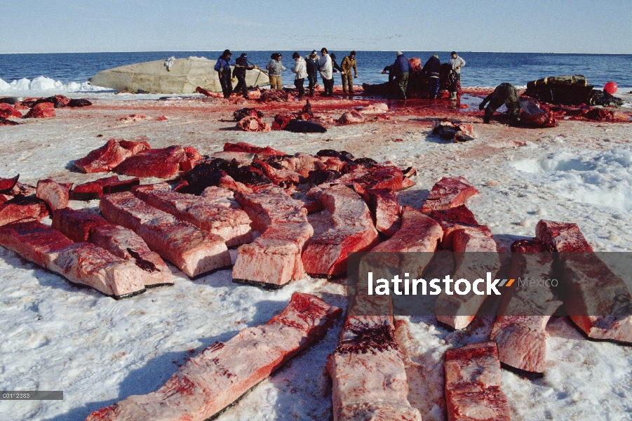 Ballena de Groenlandia (Balaena mysticetus) siendo flensed por Inuits en el fondo con muktuk, la pie