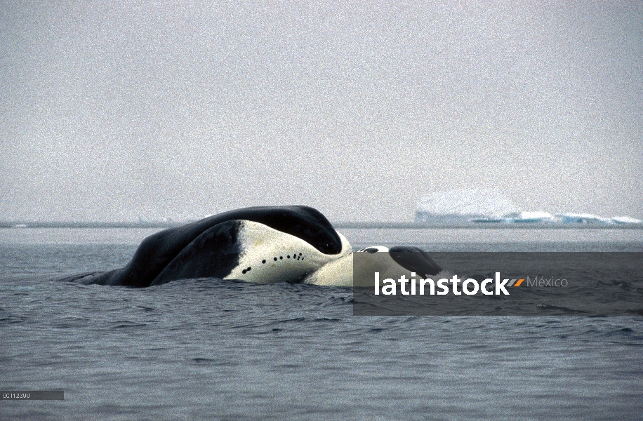 Ballena de Groenlandia (Balaena mysticetus) par acariciando mutuamente, Isabella Bay, isla de Baffin