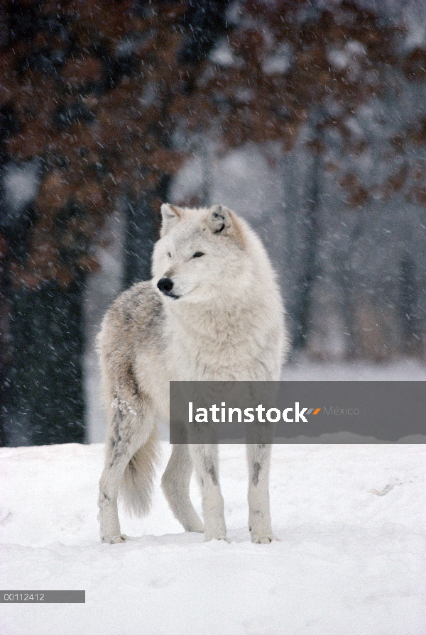 Hembra alfa de lobo (Canis lupus) en tormenta de nieve, Minnesota