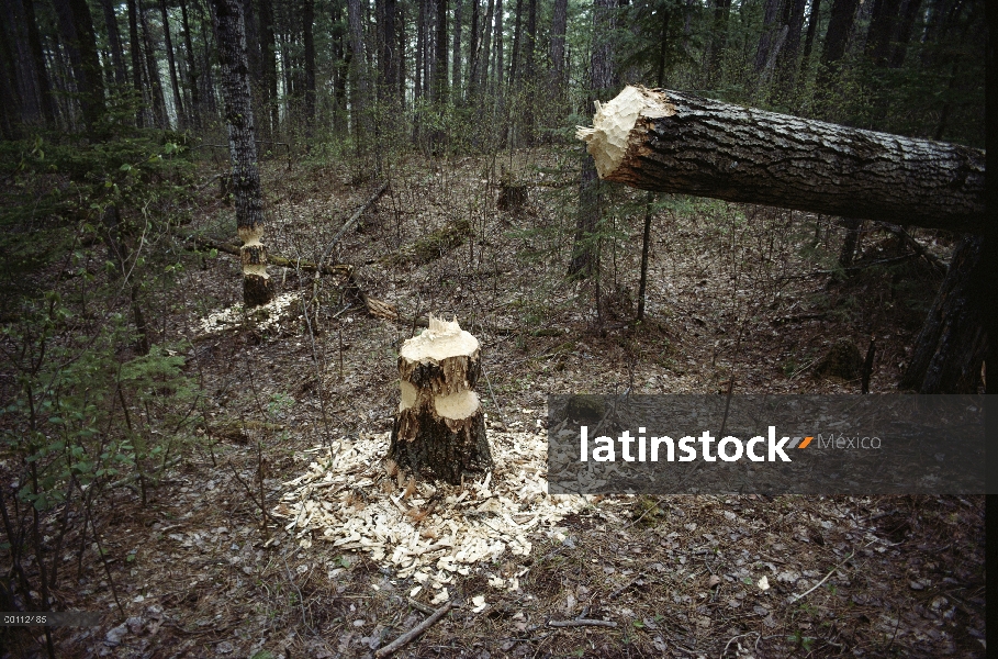 Castor americano (Castor canadensis) cortar el árbol, Minnesota