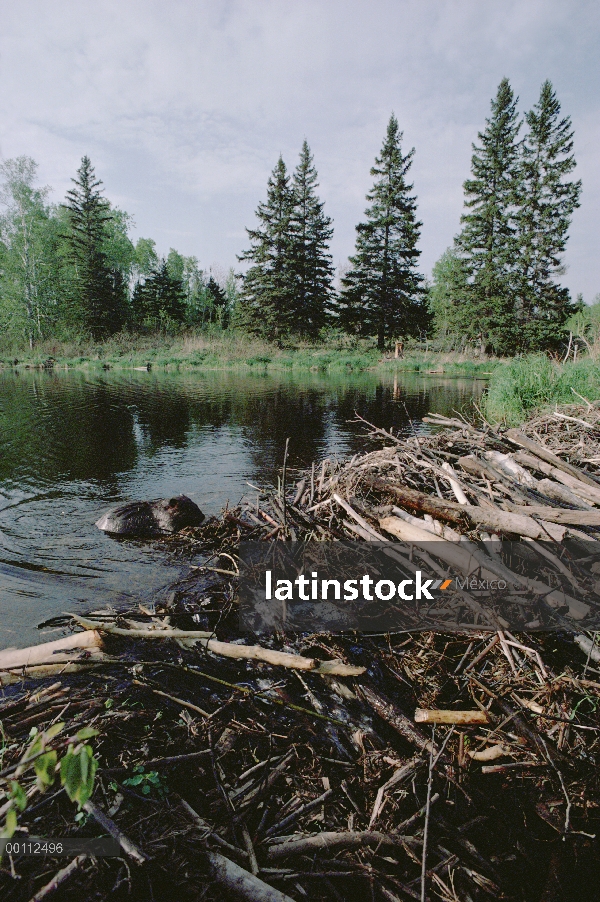 Castor americano (Castor canadensis) reparación de la presa, Minnesota