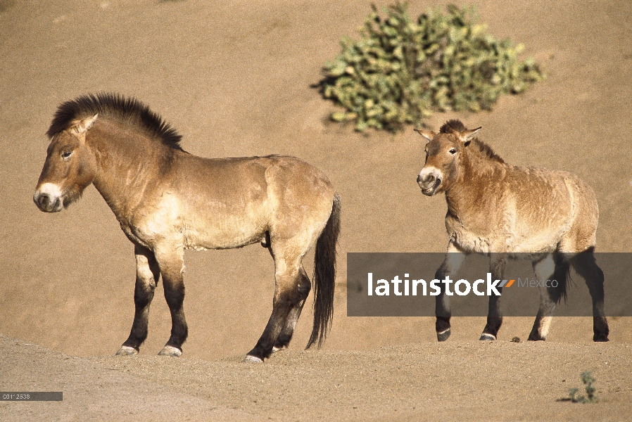 Par de Przewalski caballo (Equus ferus przewalskii), China