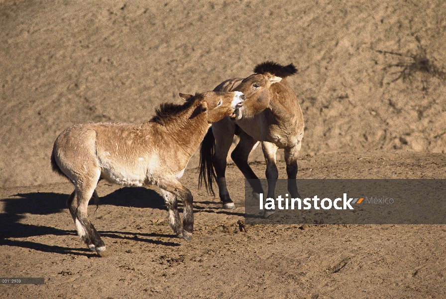 Par de caballo (Equus ferus przewalskii) de Przewalski lucha, zoológico de San Diego, California