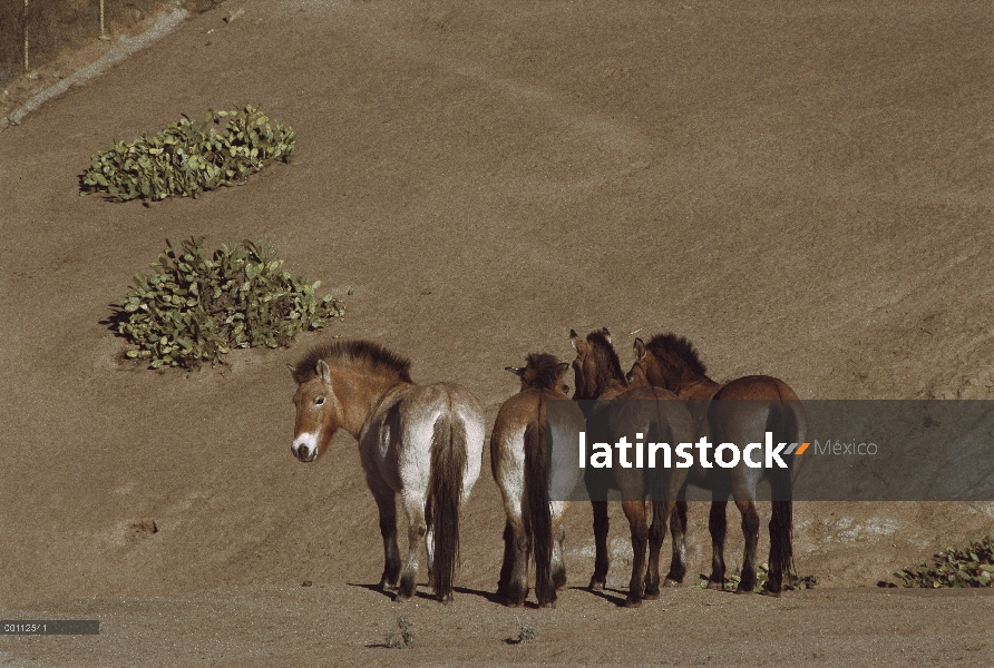 El caballo (Equus ferus przewalskii) manada, zoológico de San Diego, California de Przewalski