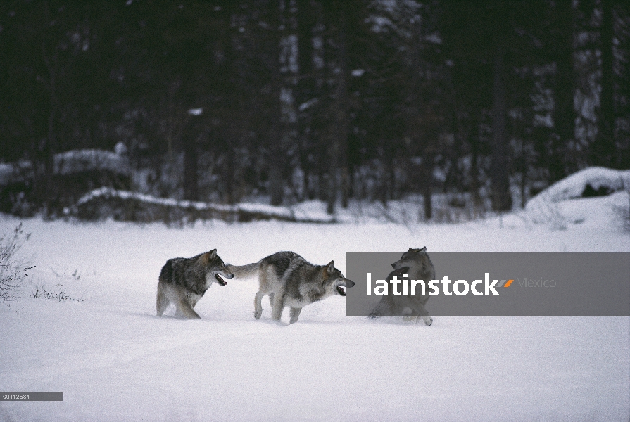 Trío de lobo (Canis lupus) jugando en la nieve, Minnesota