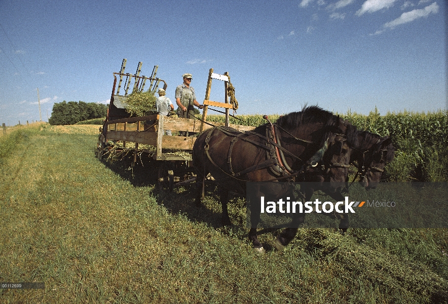 Agricultura con los caballos de bosquejo, Minnesota