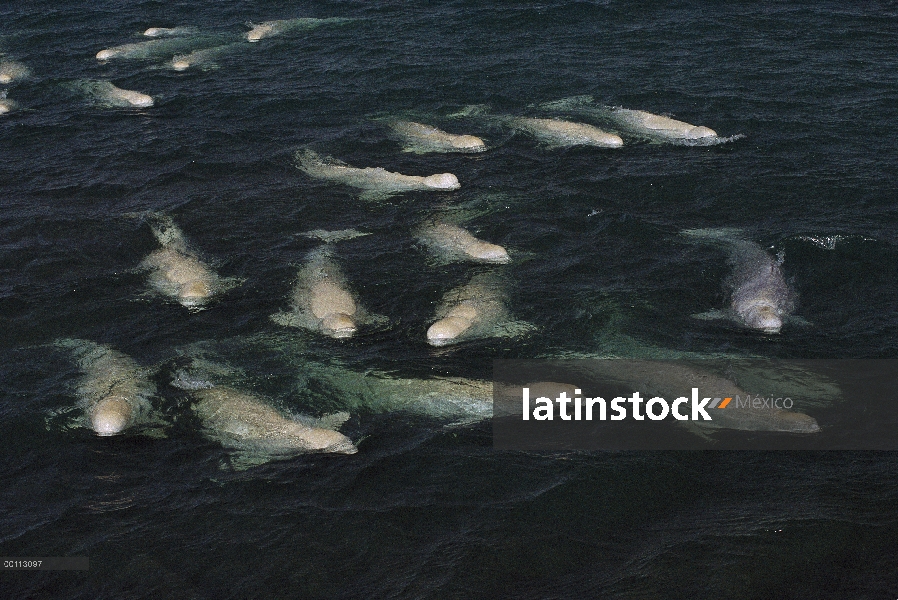 Muda de pod de ballena beluga (Delphinapterus leucas) en agua dulce aguas poco profundas, territorio