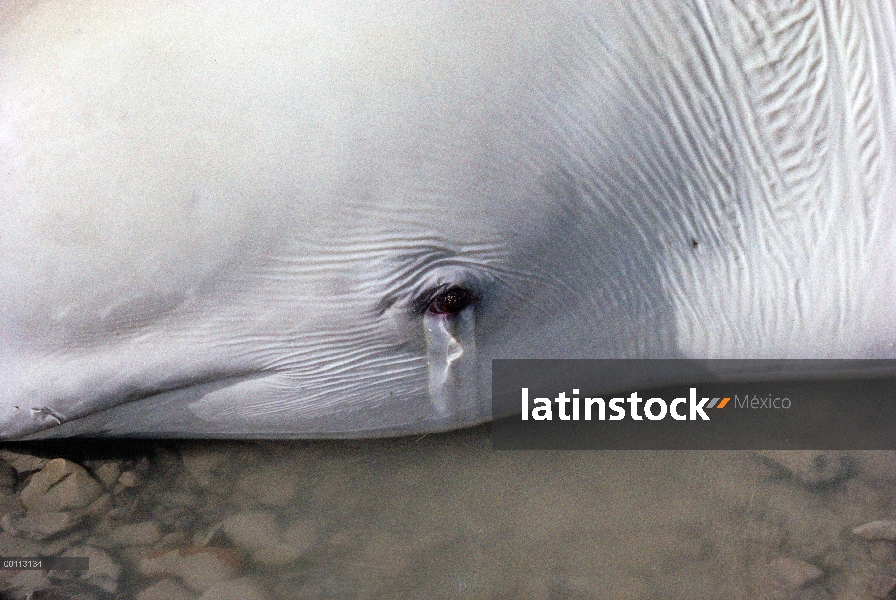 Beluga (Delphinapterus leucas) varado en la orilla espera marea entrante, gritos para protegerse los