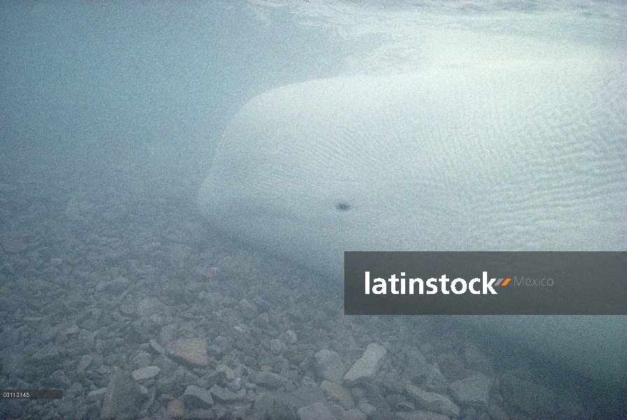 Beluga (Delphinapterus leucas) varado en aguas poco profundas, territorios del noroeste, Canadá