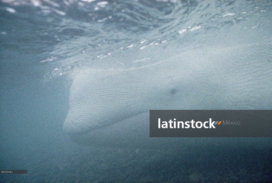 Beluga (Delphinapterus leucas) varado en aguas poco profundas, territorios del noroeste, Canadá