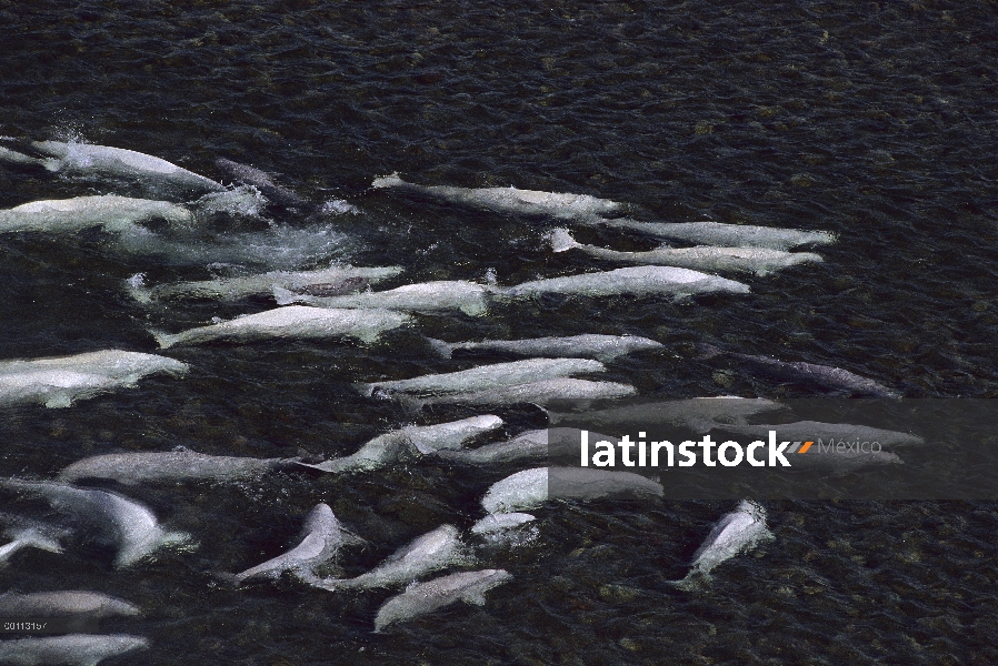 Muda de pod de ballena beluga (Delphinapterus leucas) en agua dulce aguas poco profundas, territorio