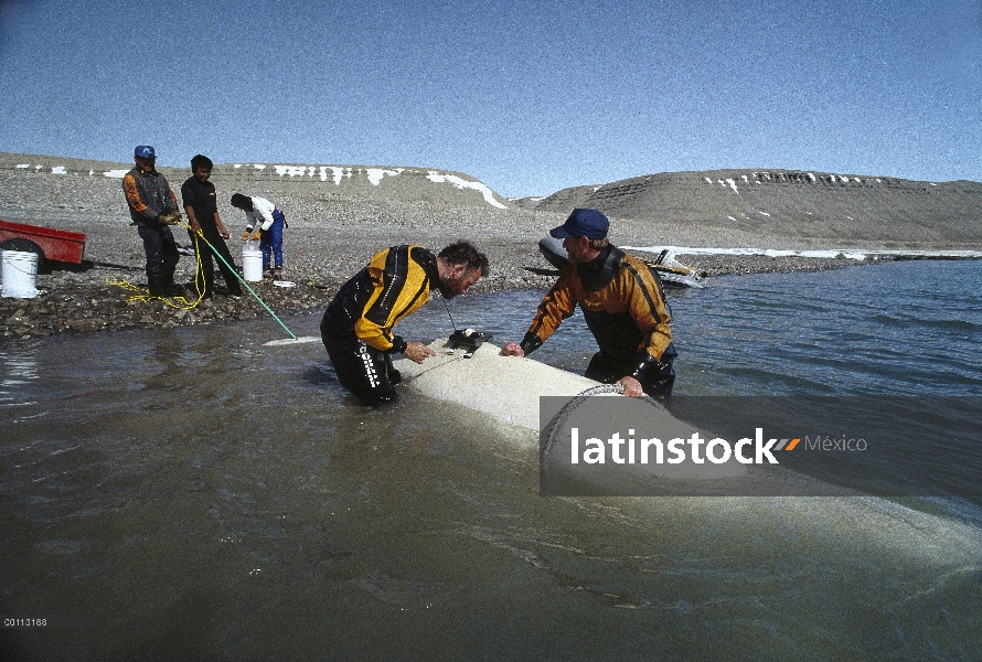 La ballena beluga (Delphinapterus leucas), se etiqueten con el satélite transmisor, territorios del 